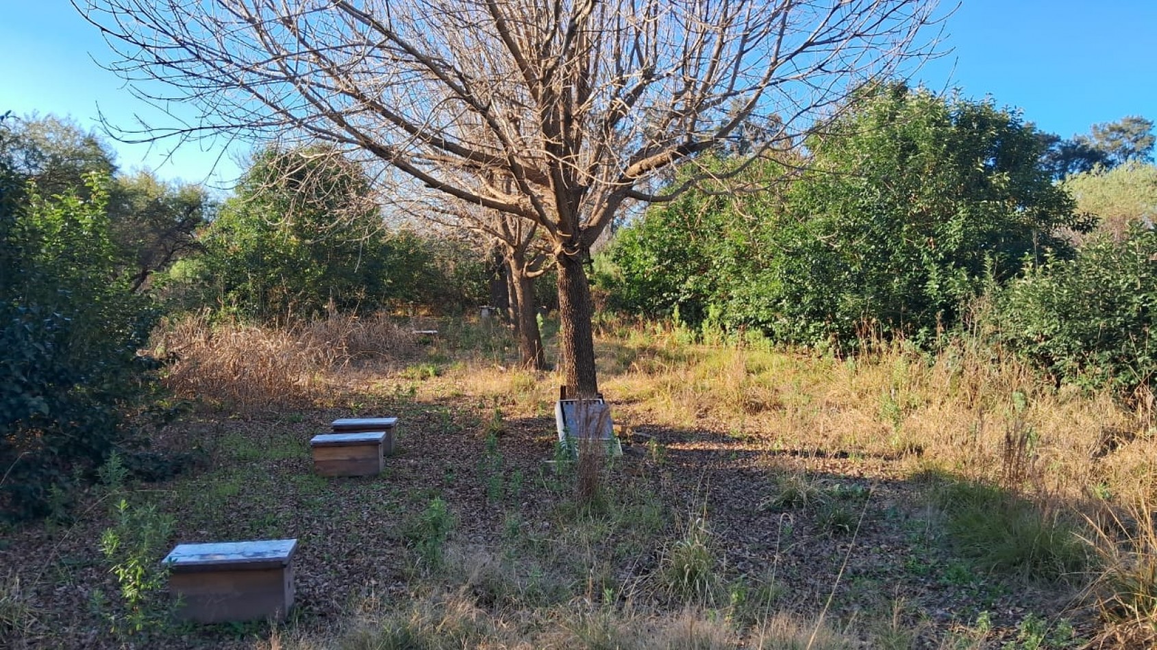 CAMPO APICOLA SOBRE RUTA 11 EN DESVIO ARIJON