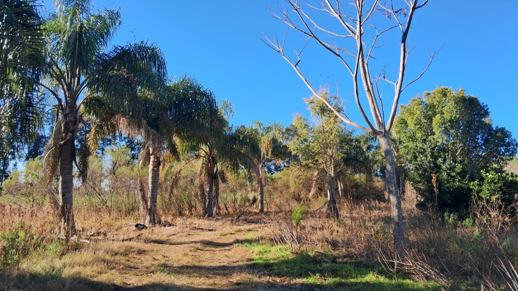 CAMPO APICOLA SOBRE RUTA 11 EN DESVIO ARIJON